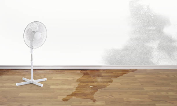Best Water damage contractors near me  in Greenfield, MN